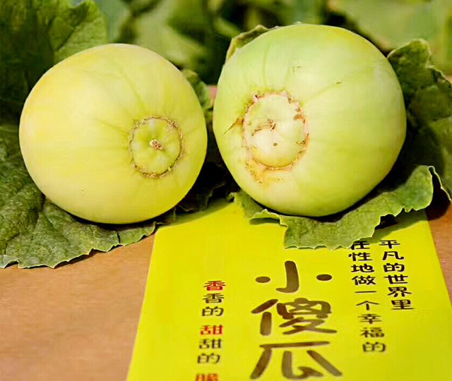 【净重4斤左右】小傻瓜马连庄甜瓜6a级品质 6-9枚 顺丰包邮