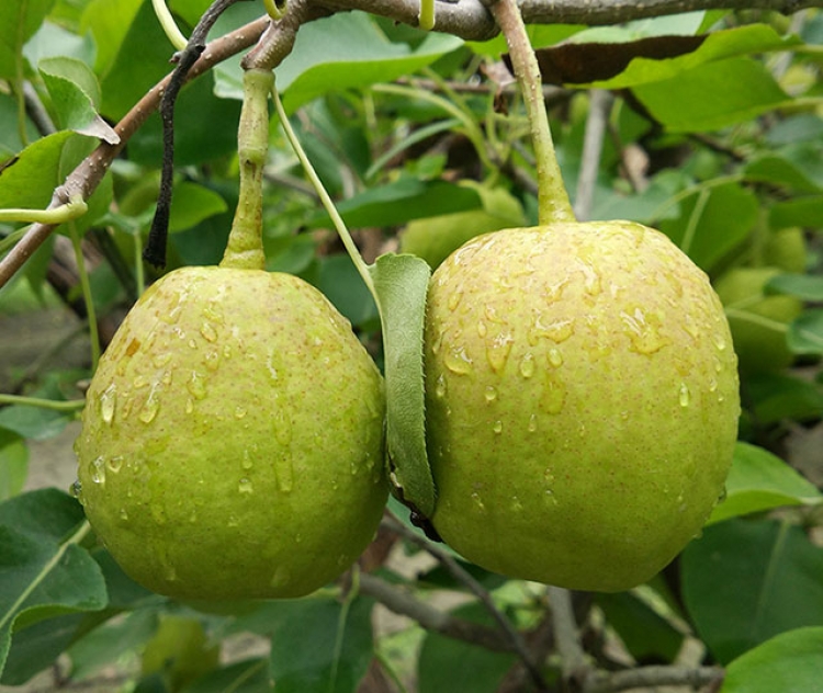 【5斤装 】国家地标产品西域圣果新疆库尔勒香梨 80-100g/个