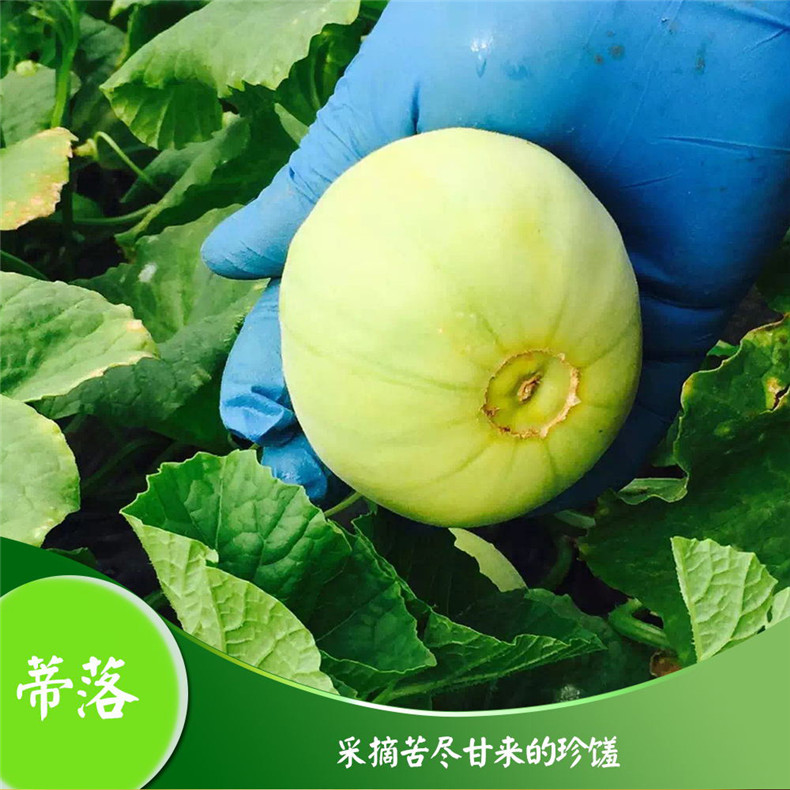 净重4斤左右小傻瓜马连庄甜瓜6a级品质69枚顺丰包邮