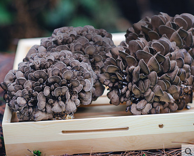 4朵装顺丰包邮味菇坊特级有机新鲜鲜舞茸125g朵新鲜灰树花灰树菇